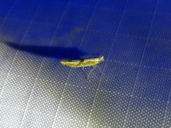 Argyresthia bonnetella