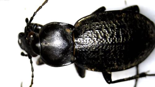 Carabus sculptipennis
