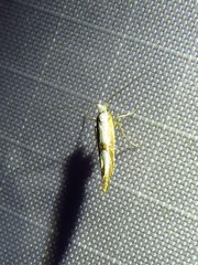 Argyresthia bonnetella