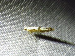Argyresthia bonnetella