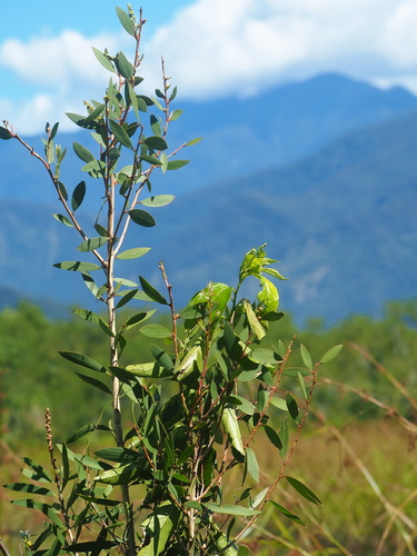 Cajaput (Melaleuca cajuputi)