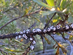 Technomyrmex jocosus