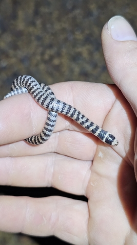 Southern Shovel-nosed Snake sighting