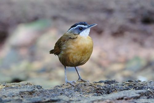 Bornean Black-capped Babbler (Pellorneum capistratoides), photo 6