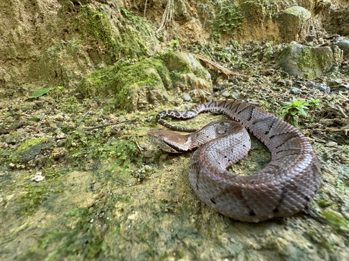 Colombian Toadheaded Pitviper