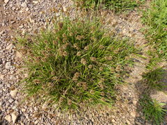 Carex vernacula