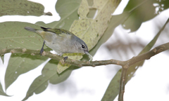 Conirostrum speciosum