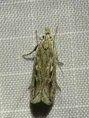 Gelechia sabinellus