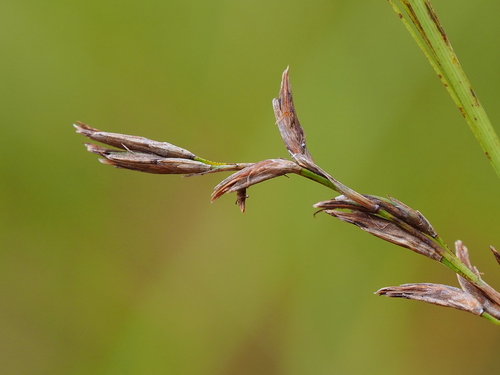 Schoenus falcatus, photograph 3