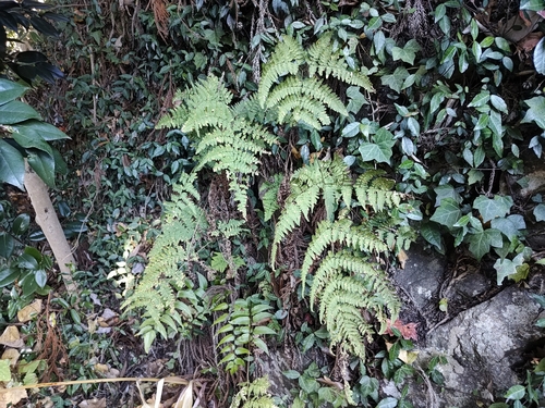 Dryopteris gymnophylla iNat (1)
