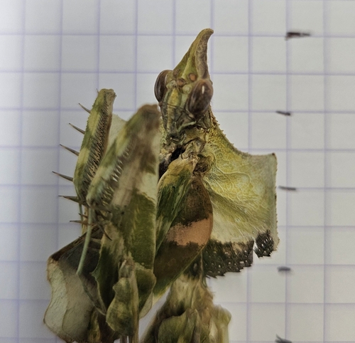 Giant Devil's Flower Mantis
