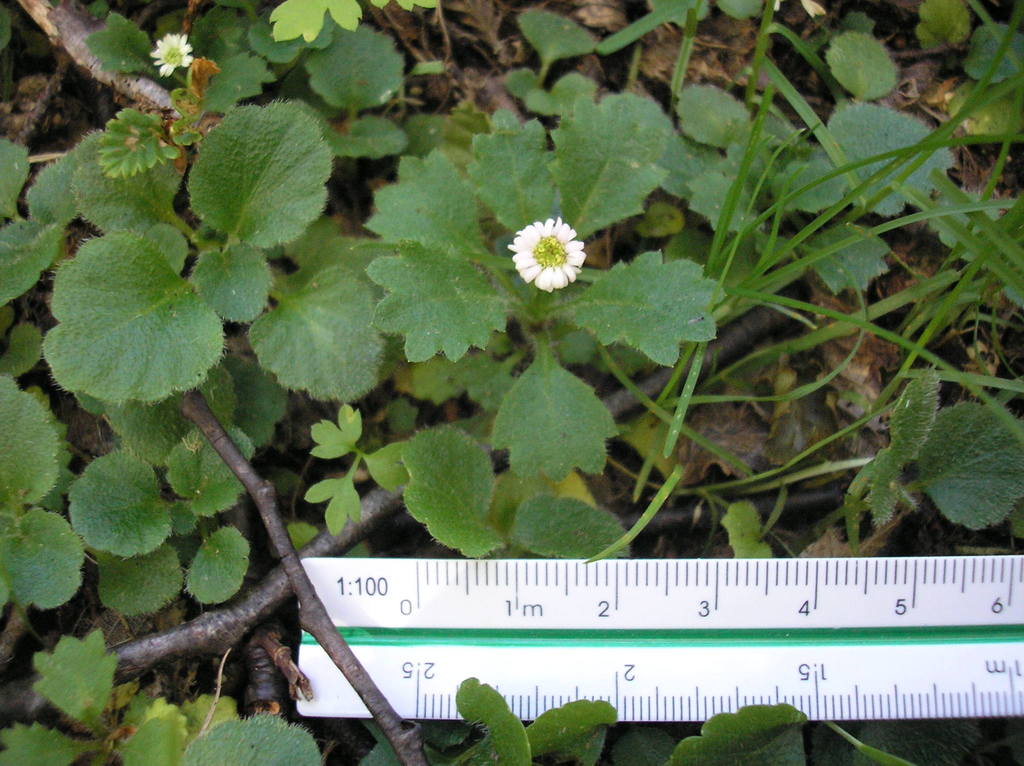 Lagenophora hariotii