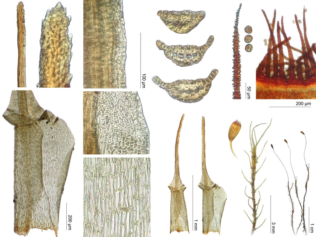 Anisothecium