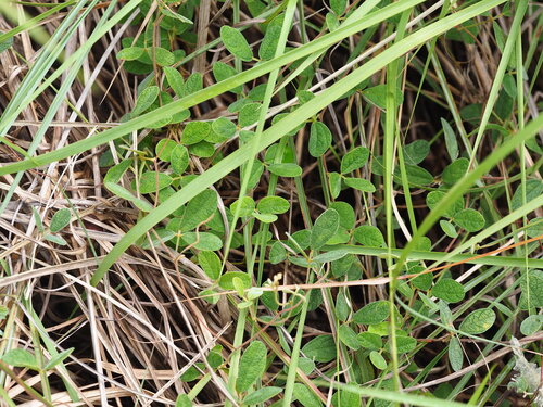 Cajanus scarabaeoides, photograph 5