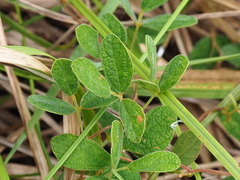 Cajanus scarabaeoides, photograph author not stated, no rights reserved