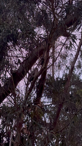 View observation of {o.common_name} on iNaturalist