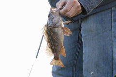 Sebastes auriculatus