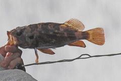 Sebastes auriculatus