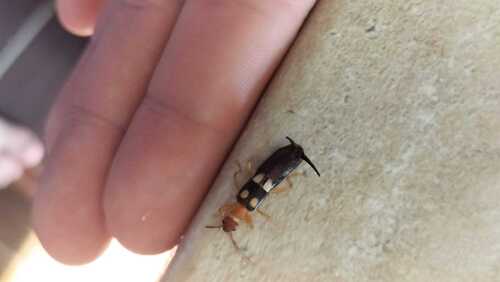 Smyrnean Earwig