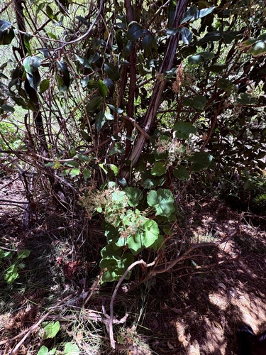 Pelargonium papilionaceum, photograph 1