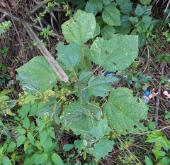 Triumfetta semitriloba