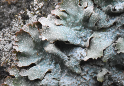 Salted Shield Lichen