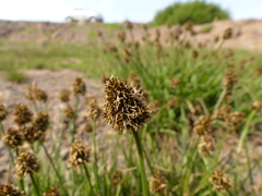 Carex vernacula