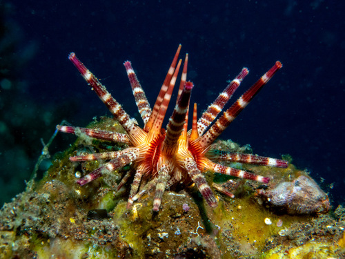 Prionocidaris baculosa in life