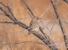 Kozlov's Accentor photo 4