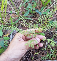 Magnoliopsida
