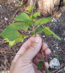 Triumfetta semitriloba