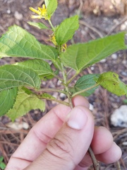 Triumfetta semitriloba