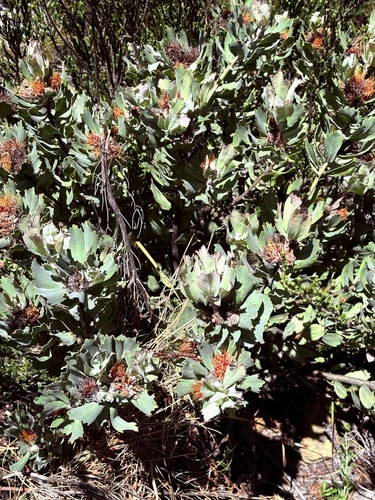 Leucospermum mundii, photograph 5