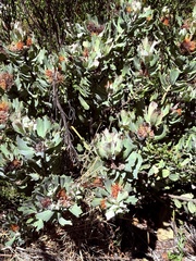 Leucospermum mundii, photograph (c) Christina, some rights reserved (CC BY)