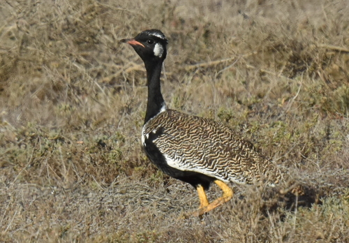 Southern Black Korhaan (Afrotis afra), photo 4