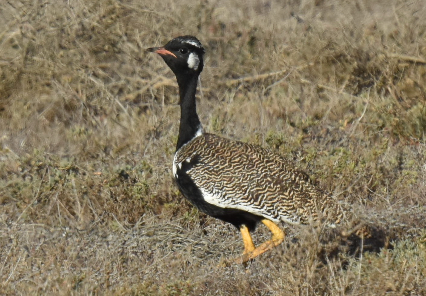 Southern Black Korhaan (Afrotis afra), photo 4