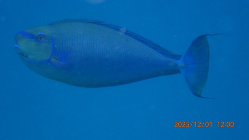 Bignose Unicornfish — seen at this dive site