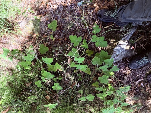 Peppermint-scented geranium (Pelargonium tomentosum)