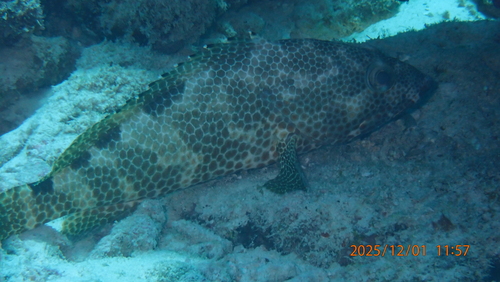 Epinephelus spilotoceps