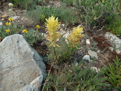 Castilleja christii