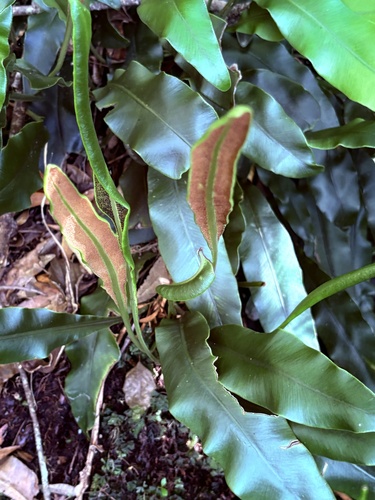 Narrow-Leafed Deer Tongue (Elaphoglossum acrostichoides)