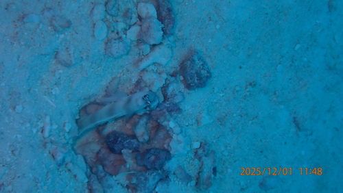 Amblyeleotris steinitzi