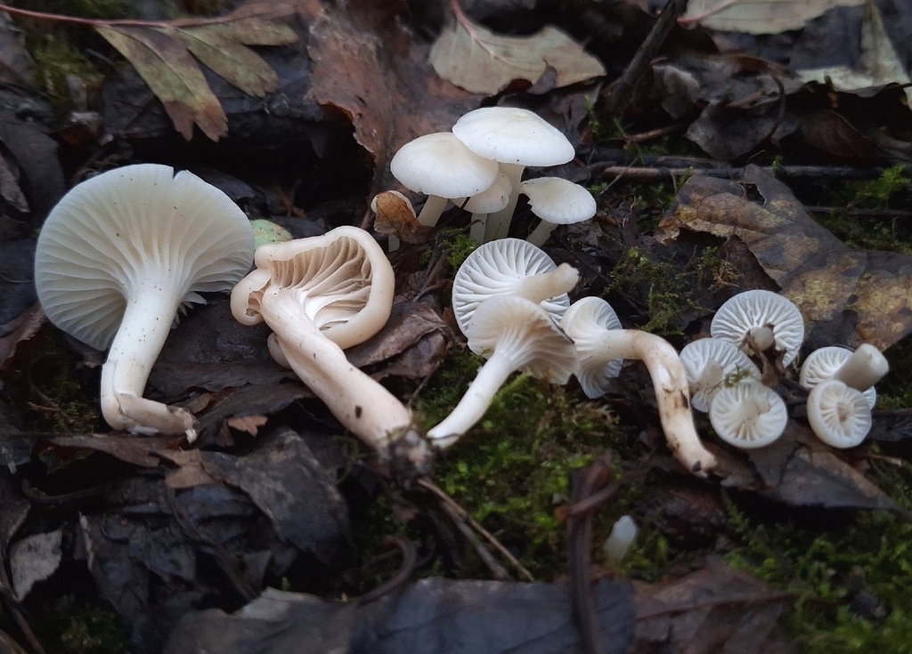 Cuphophyllus virgineus · December 2025 · photo: © yellowplant (iNaturalist, cc-by)