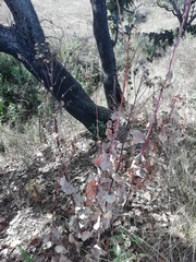 Roldana sessilifolia