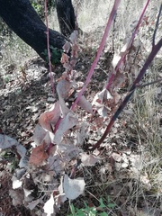 Roldana sessilifolia