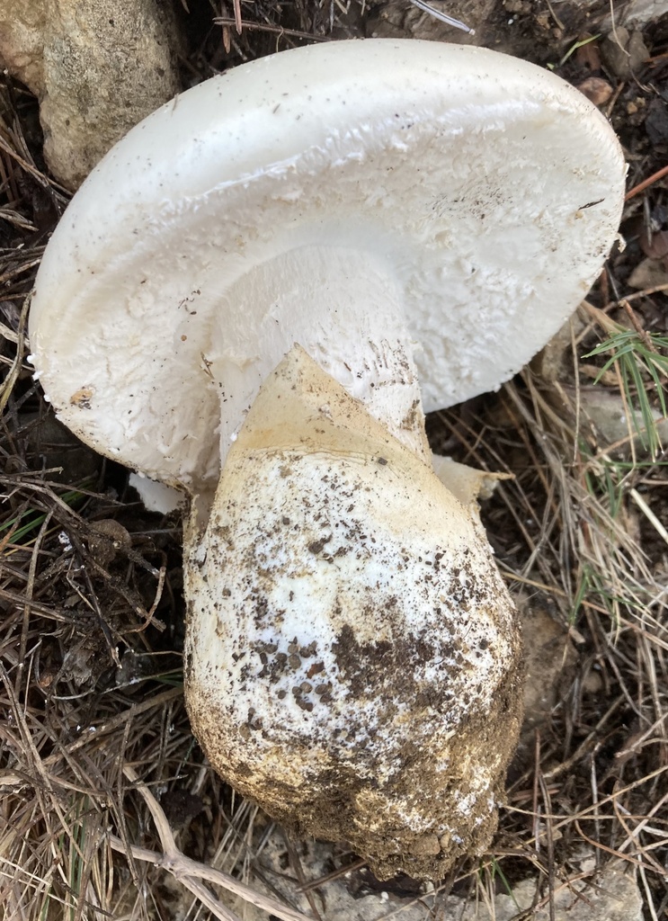 Amanita ovoidea