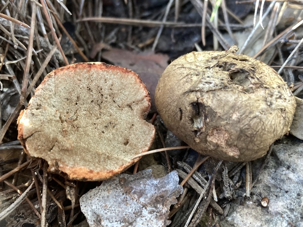 Rhizopogon roseolus · December 2025 · photo: © lucian_clanet (iNaturalist, cc-by)