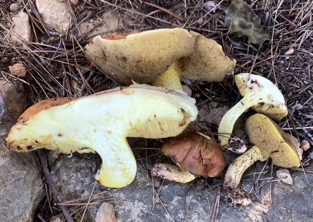 Suillus mediterraneensis · December 2025 · photo: © lucian_clanet (iNaturalist, cc-by)