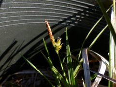 Carex zikae