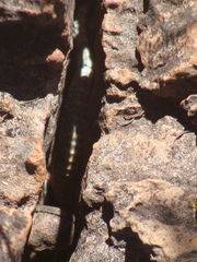 Sceloporus dugesii